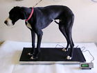 Lvs 700 Xl Tree Extra Large Veterinary Scale Livestock 855736005399