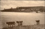 Androscoggin River Brunswick Maine Cows Vintage Postcard A773. Fixed Price $19.95.